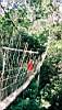 41-jungle pont suspendu, que c'est haut.JPG